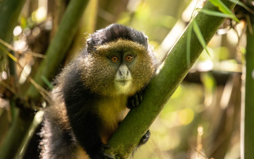 golden monkey in mgahinga 1