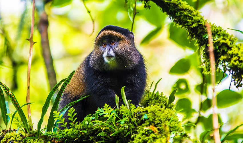 Golden Monkey in Volcanoes National Park