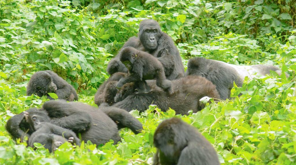 Image of the habimanya gorilla family