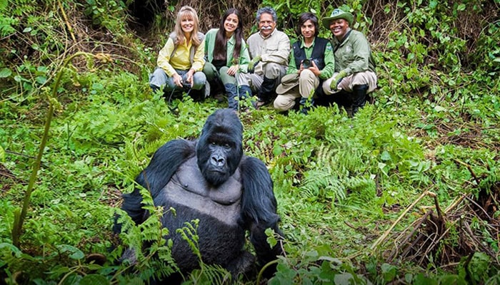 5 Tourists posing in the background for a photo with a Gorilla seated in the foreground