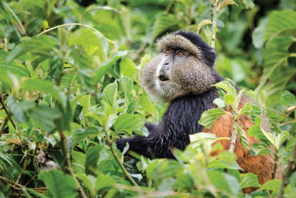 Image of Rwanda Golden Monkeys