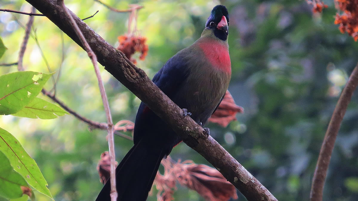 Birding mount Rwenzori