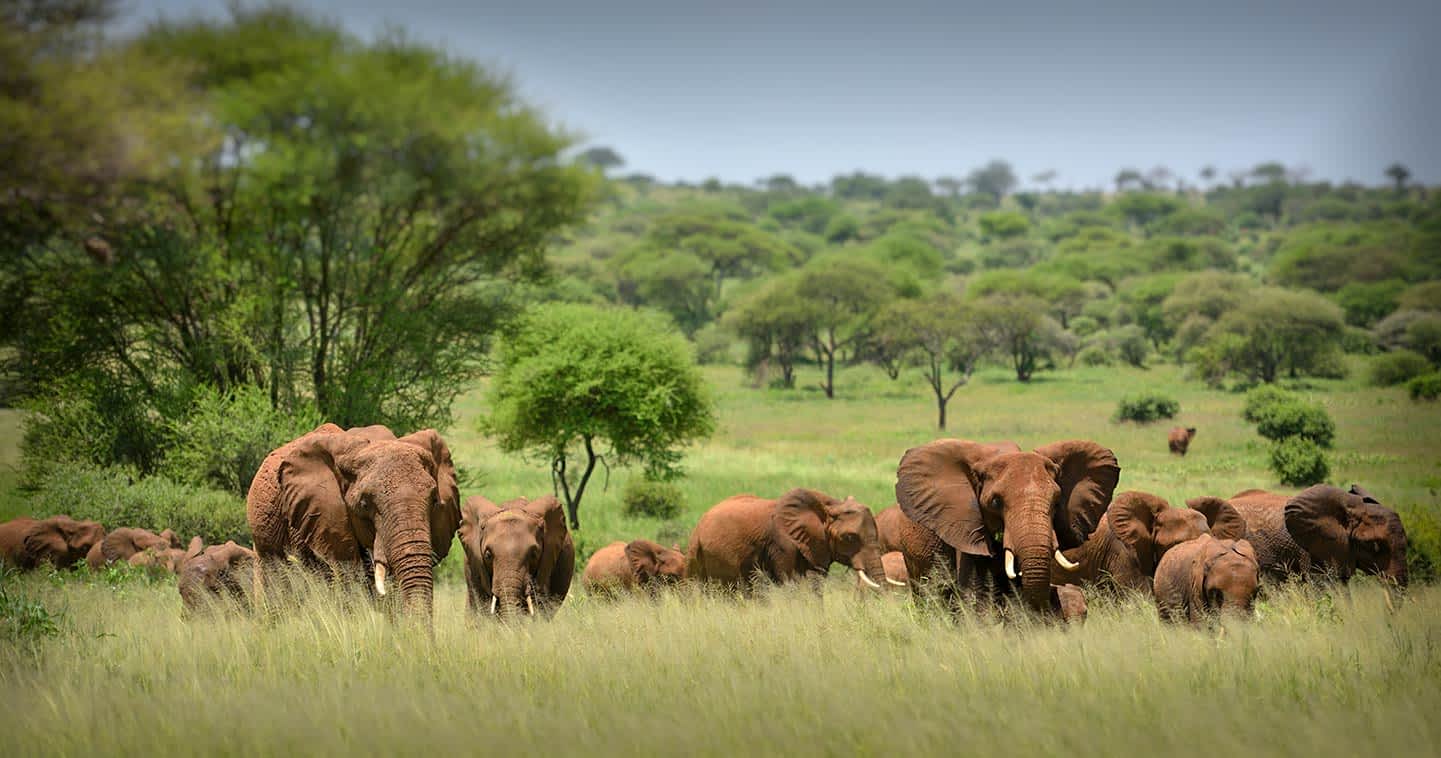 Elephants in Tanzania