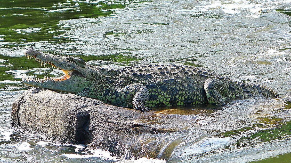 Filming Nile crocdiles 1200x675 1