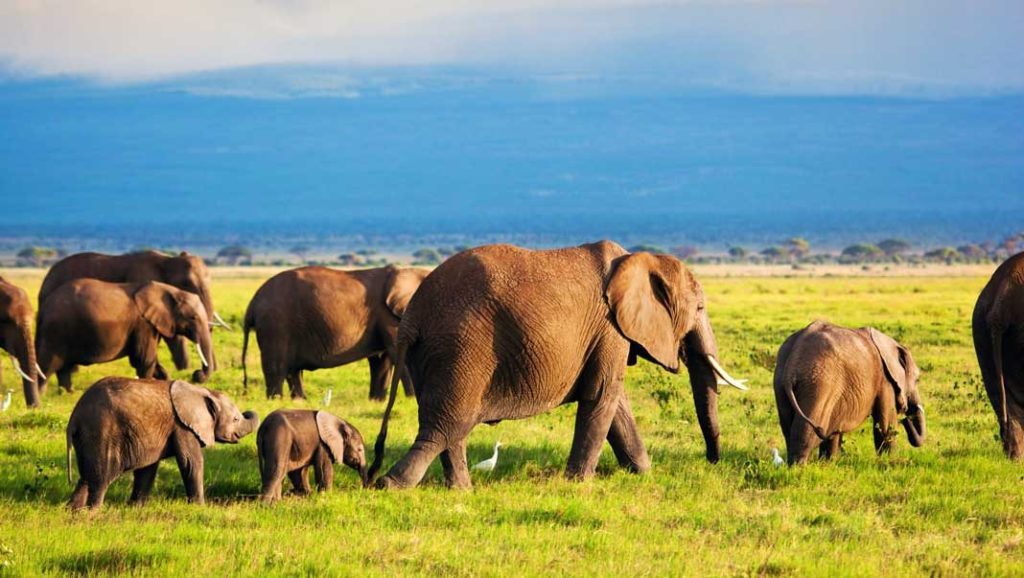 elephants in kenya safari tuors
