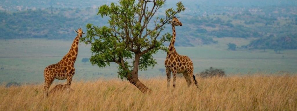 Kidepo Valley National Park Uganda e1596105463510