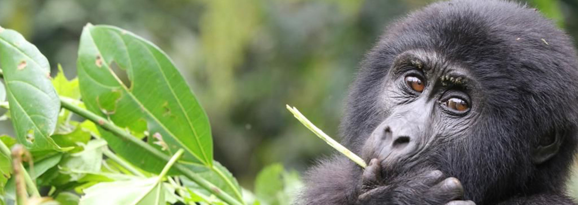 Mgahinga Gorilla National Park