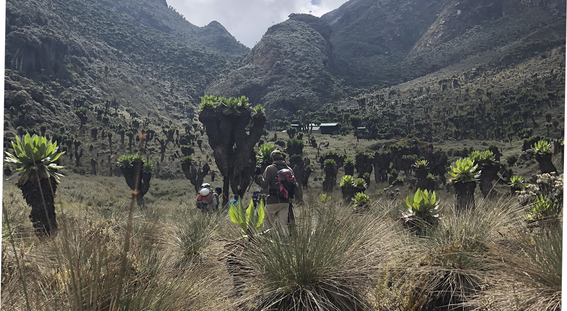 Rwenzori Vegetation