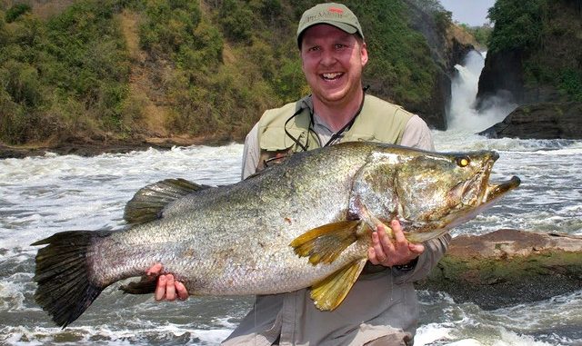 An Angler holding fish caught while sport fishing in Murchison Falls National Park