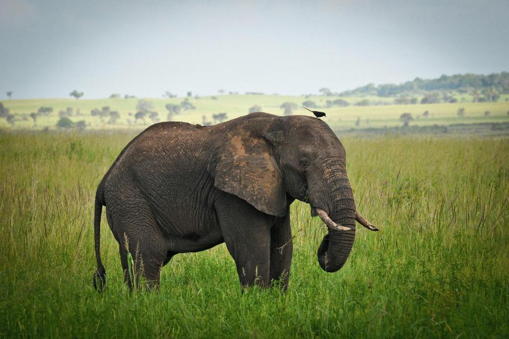 apoka safari lodge elaphant 1