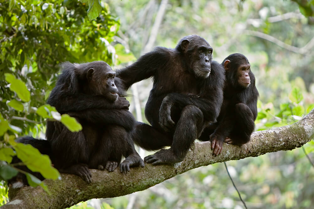 CHIMPANZEE TREKKING IN NYUNGWE NATIONAL PARK