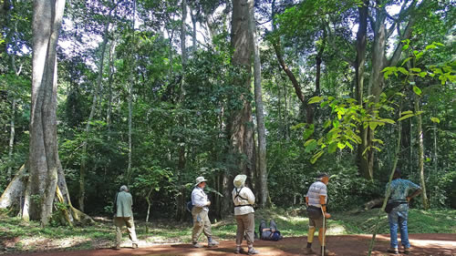 budongo forest 1