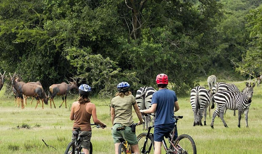cycling in mburo