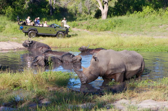 elephant-plains-game-lodge-rhino-and-buffalo