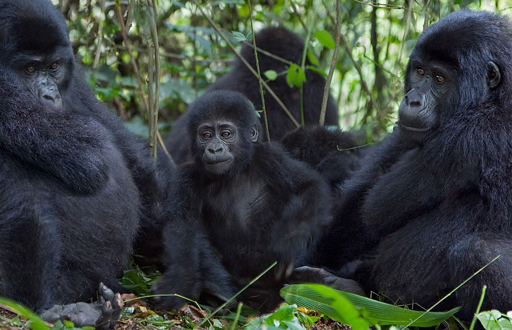 gorillas on primate safaris Uganda