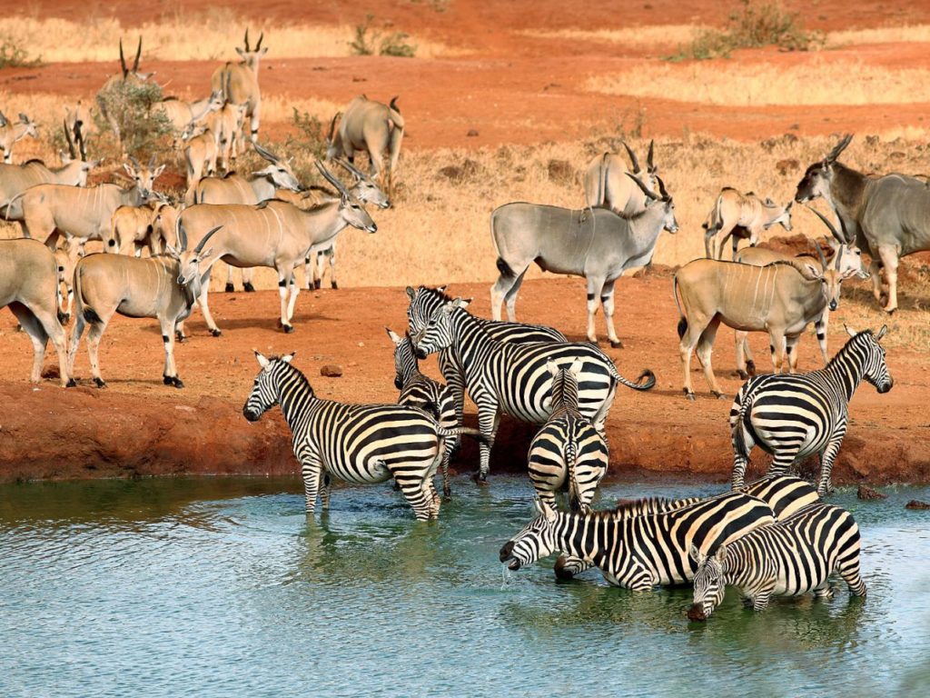 wildlife to encounter on trips to Kenya