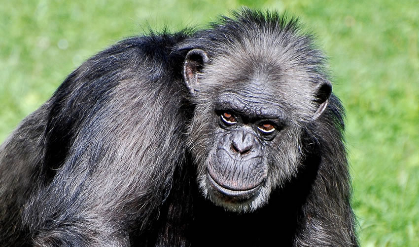 a chimp in Kibale forest national park