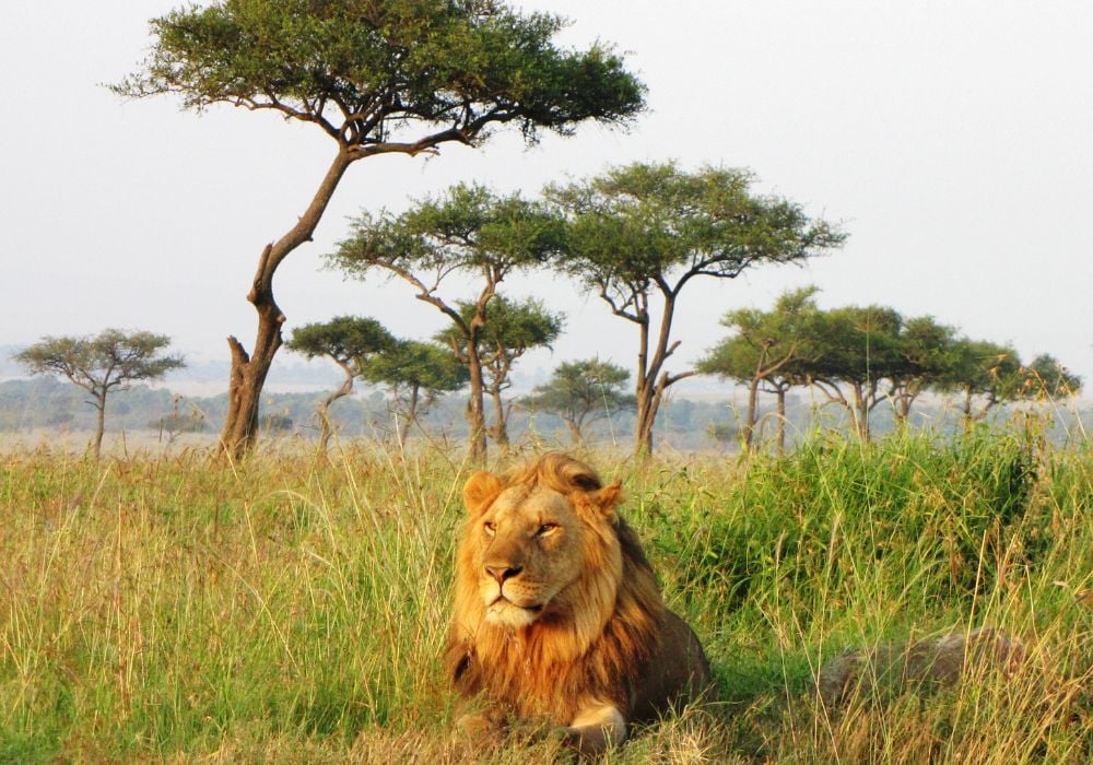 lion jungle