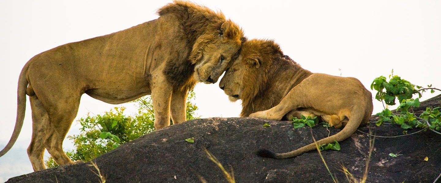 2 male Lions