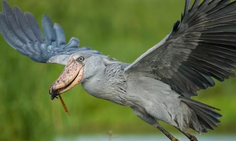 shoebill-birding
