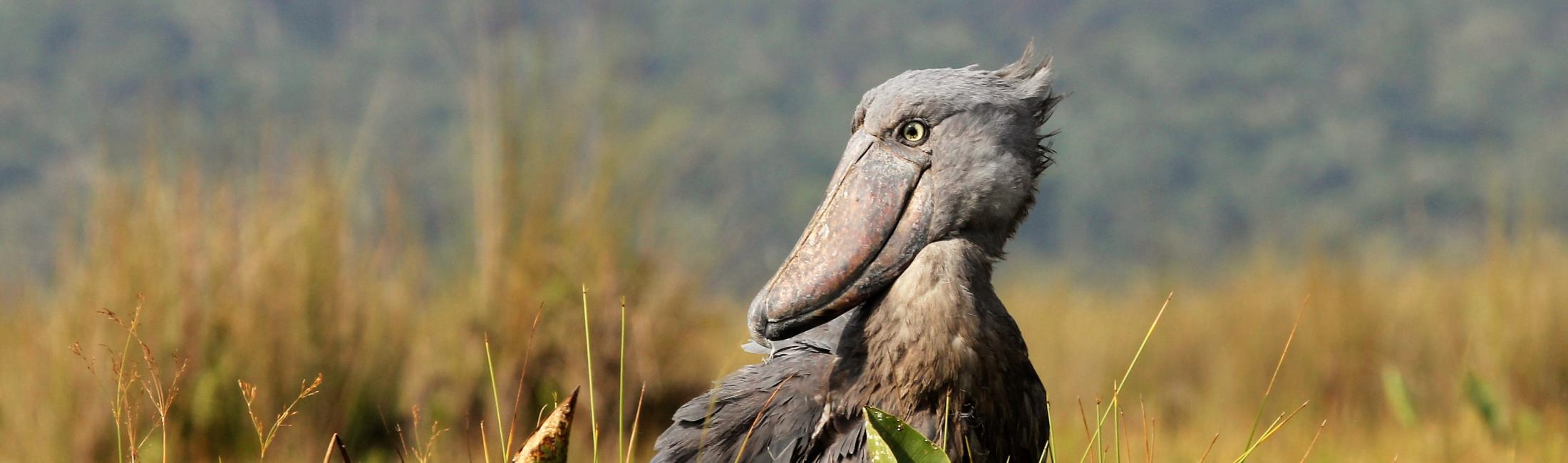 shoebill seen