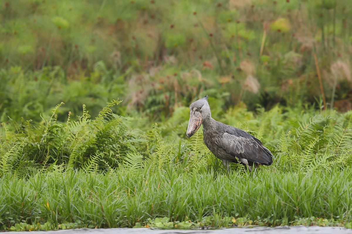 shoebills