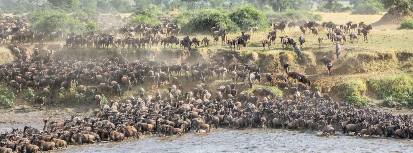 122 tanzania the great migration