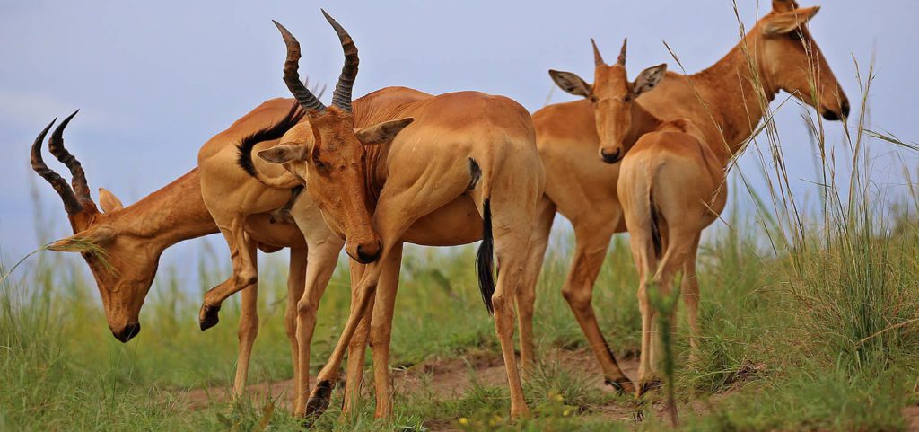 Antelope in Murchison falls National Park