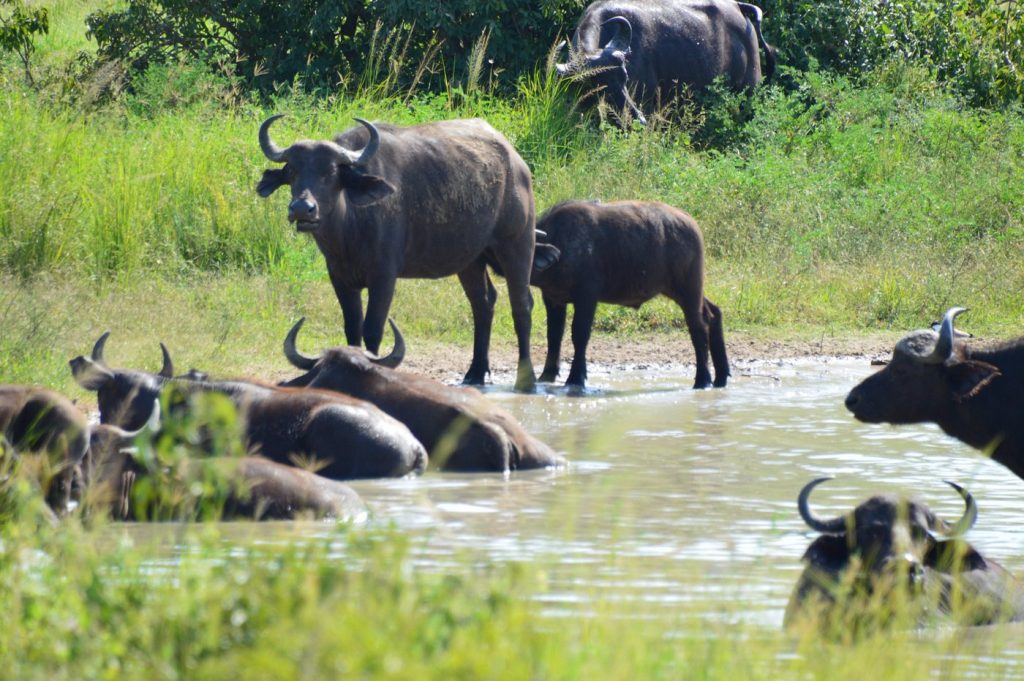 Buffalo in Murchison Falls National Park on a uganda safari