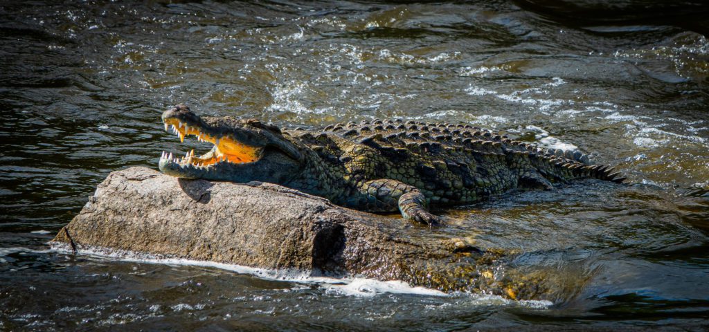 An image of a Crocodile Sunbasking on River Nile in Murchison falls National Park