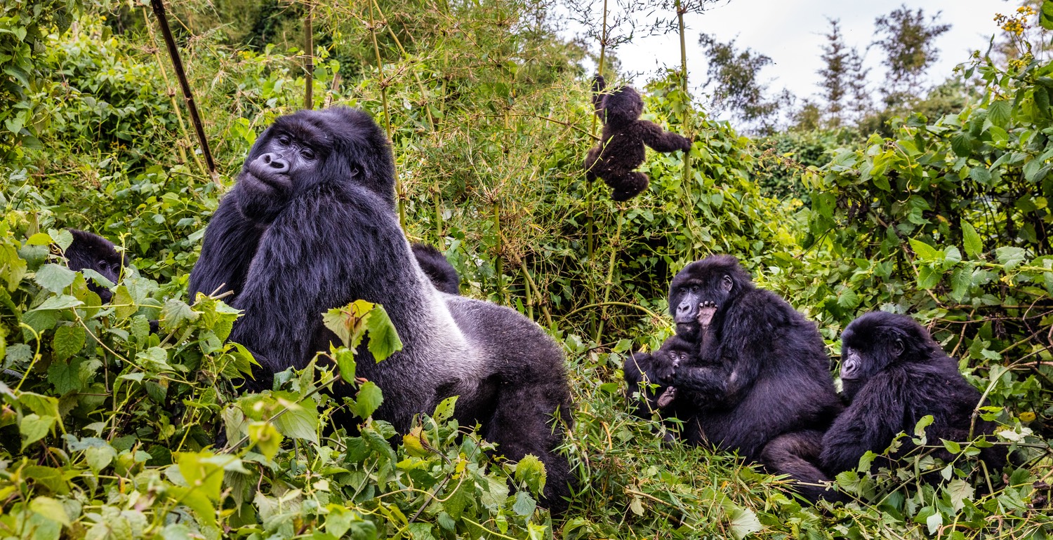 Gorilla group photo by Marcus Westberg