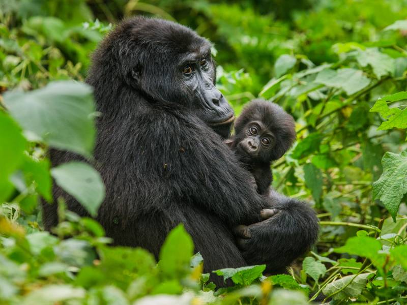 primates in Uganda's national parks on primate safaris