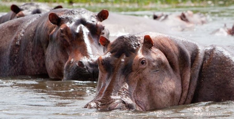 Up close image of hippos in Murchison Falls National Park