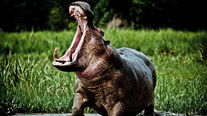 Hippos are part of Animals in queen elizabeth national park