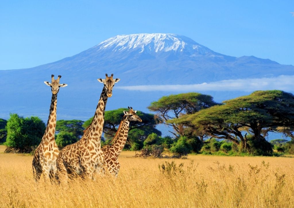 Kili Giraffe shot 2