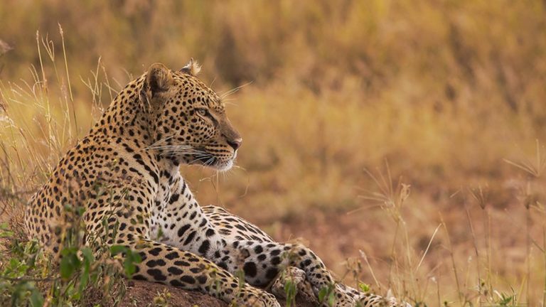 Leopard - An Animal in Murchison Falls National Park