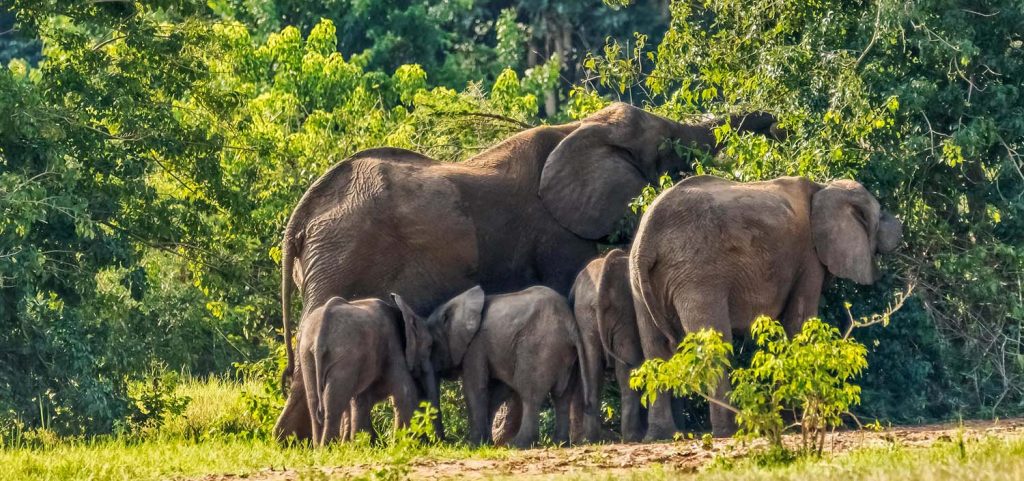 Elephant in Murchison Falls National Park