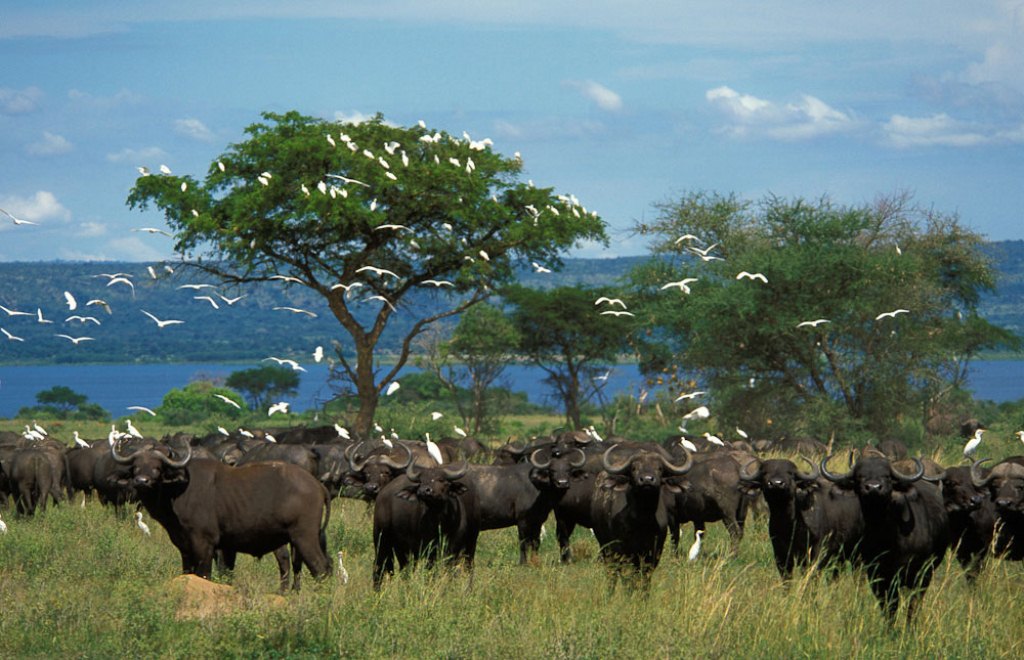 wild life and park entrance fees account for uganda safari cost