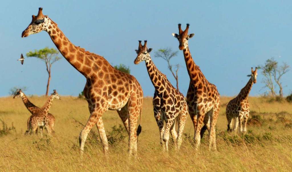 Giraffe in Murchison falls National Park