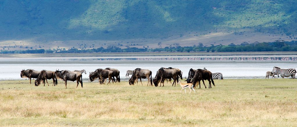 Ngorongoro crater