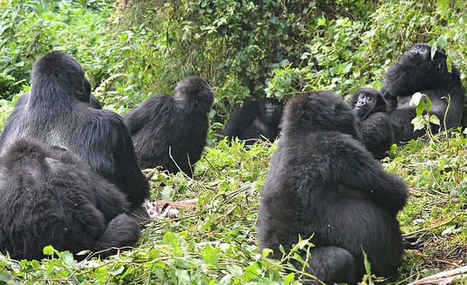 Sabyinyo Gorilla Group