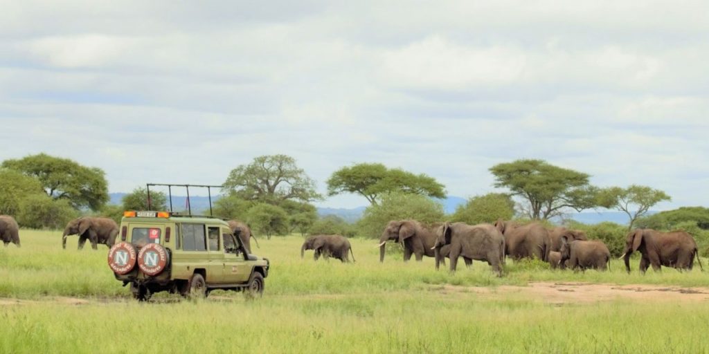Tanzania Safari