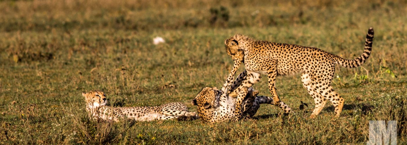 cheetahs in serengeti National park 1400x500 1