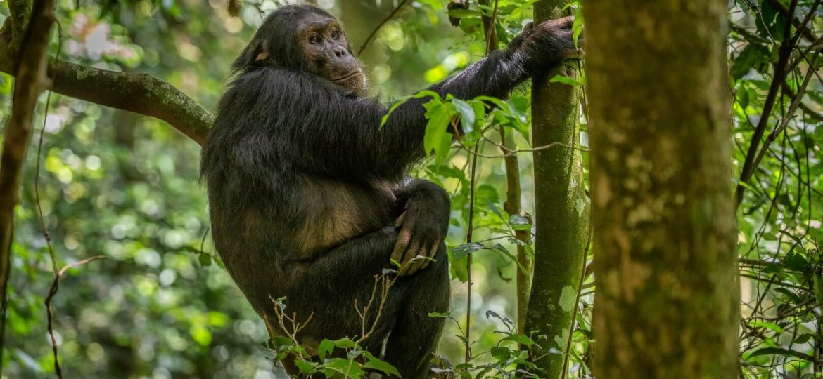 chimpanzee trekking