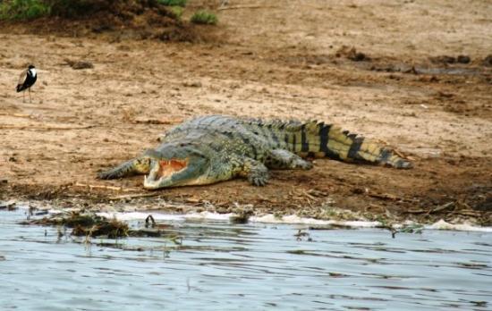 Nile crocodile is one of the animals in queen elizabeth national park