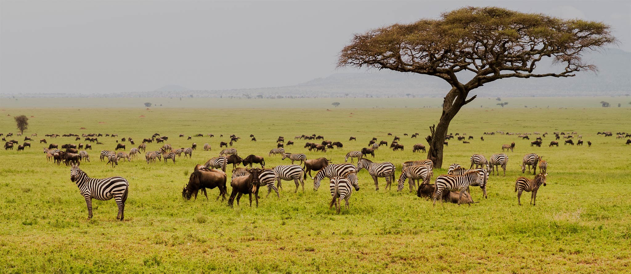 field with zebras