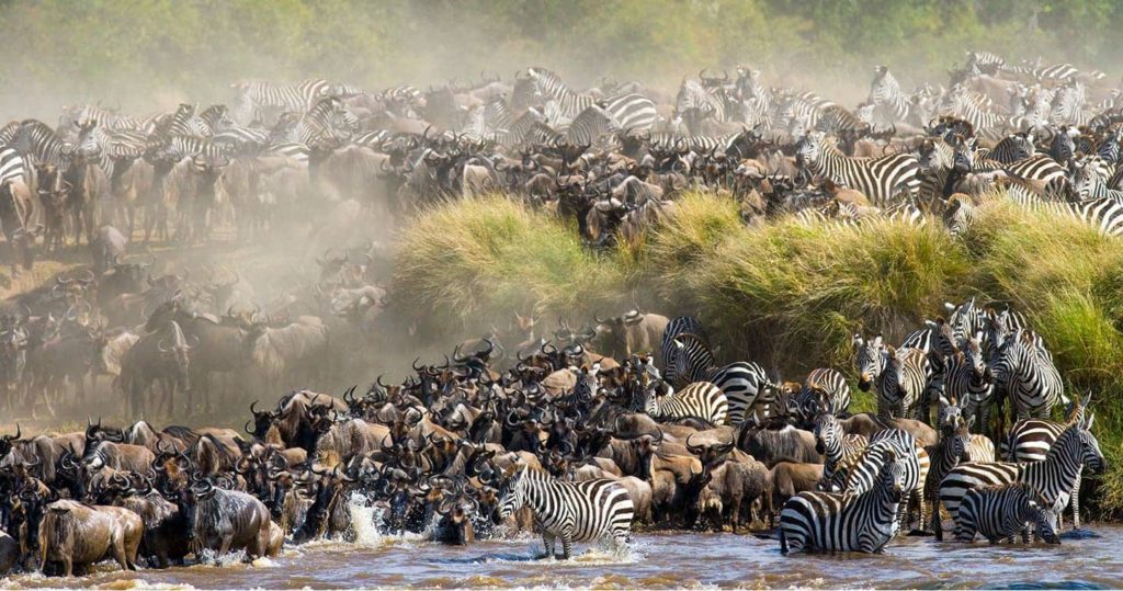 great migration masai mara kenya