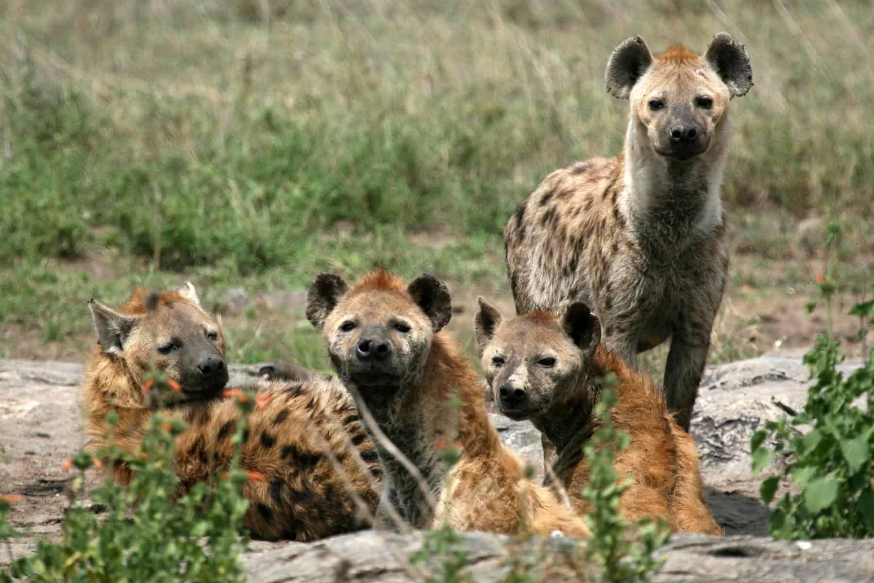 hyena serengeti africa