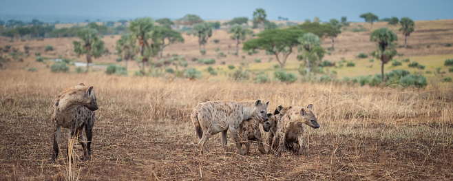 Hyenas playing in Murchison Falls National Park
