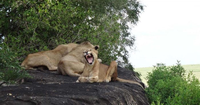 A pride of lions in Murchison Falls National Park